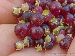 Image result for Salvadora