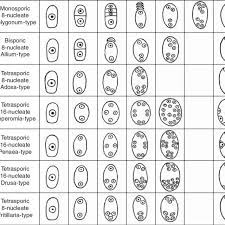The second one is known as bisporic embryo sac and the last one is called tetrasporic embryo sac. Selected Monosporic A Bisporic B And Tetrasporic C G Patterns Of Download Scientific Diagram