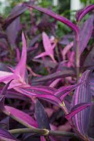Tradescantia pallida 'tricolor' | plant lust. Tradescantia Pallida Tricolor Setcreasea Pallida Variegata Setcreasea Purpurea Tradescantia Pallida Pink Striped Purple Heart Plant Plants Tri Color