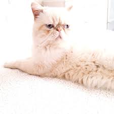 Bazilarina Gore Suratsiz Bazilarina Gore Kocaman Bazilarina Gore Tembel Bize Gore Canimiz Birtanemiz Yakisiklimiz Animals Cats