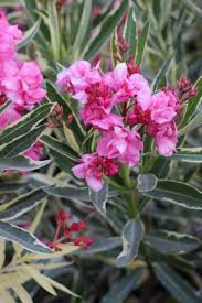 Image result for Nerium oleander