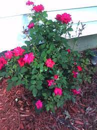 Pin On Landscaping