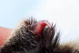 A cat may need its nails trimmed to keep them from splitting or breaking, and you may find it productive to trim off the sharp points of your cat's nails if the cat is prone to keep rewarding the cat with petting and treats; Cat Claw Disorders Cat World