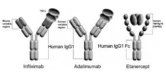Image result for TNF Inhibitor