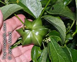 Image result for Plukenetia