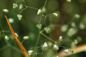 Image result for Briza