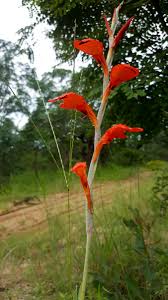 Image result for Gladiolus magnificus