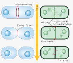 Check spelling or type a new query. Cytokinesis In Animal Cell Versus Plant Cell Animal Animal Cytokinesis Png Image Transparent Png Free Download On Seekpng