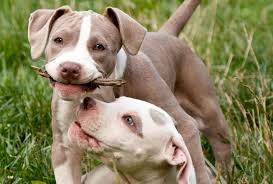 If you have a question you'd like us to answer, research on. Pitbull Puppy Pictures Lovetoknow
