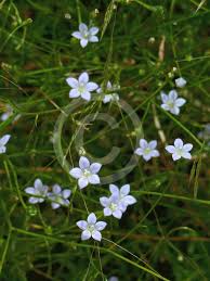 Image result for Wahlenbergia pulchella