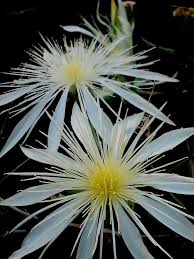 Image result for Blepharis gazensis