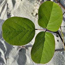 Image result for Canavalia