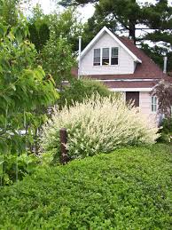 Buy tri color dappled willow online. Dappled Willow Tree Care