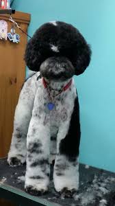 Black And White Standard Poodle Teddy Bear Cut Pin On Colors
