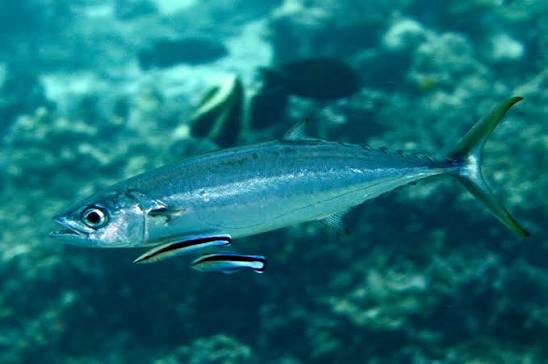 Grammatorcynus bilineatus