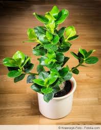 Balsamapfel Clusia Major Pflege Und Vermehrung Gartendialog De Pflanzen Avocado Pflanze Avocado Baum