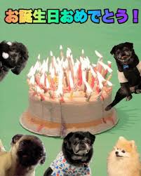 We hope you like them all! Dogs Bon Anniversaire Happy Birthday Gif On Gifer By Kiririm