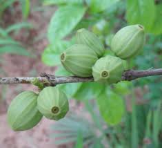 Image result for Coffea racemosa