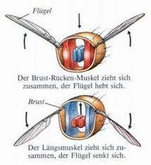 Wie Bewegen Insekten Ihre Flugel Wenn Sie Nicht Aus Muskeln Bestehen Insekten Muskeln Biologie