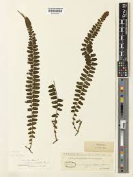 Image result for Arthropteris palisotii