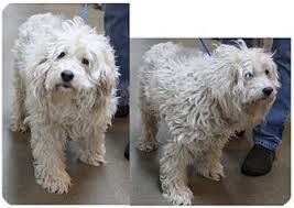 Find cockapoo puppies for sale and cockapoo dogs for adoption in new jersey, usa dog classifieds directory or advertise your cockapoo puppies and cockapoo dog litters in new jersey, usa free. Pin By Tina Turrell On Animals In Need Poor Babies Dog Adoption Cockapoo Washable Dog Diapers