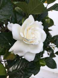 The Perfume Of A Newly Opened Gardenia Gratitude Positive Mindset Happiness In 2020 Dream Garden Flowers Beautiful Flowers Flowers