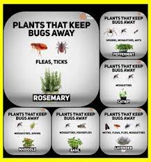 How to keep pollen out of your home. Plants That Keep Bugs Away Natural Plant Pesticide Organic Gardening Pest Control Sprays Mosquito Repelling Plants Plant Bugs Garden Yard Ideas