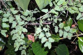 Image result for Lygodium microphyllum