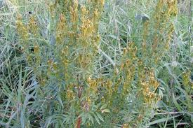 Image result for Tagetes minuta