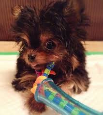 The chihuahua yorkie mix needs to be properly socialised to get used to strangers and other animals. Chorkie Dog Breed Information And Pictures