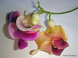 Image result for Cochliasanthus caracalla