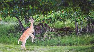 Keep deer away from fruit trees. Keep Deer Away With These Trees And Shrubs Arbor Day Blog