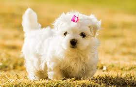 However, its constant barking can keep people awake at night. Maltese Mix With A Poodle Are Maltese Poodle Good Dogs