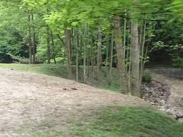 Image result for Sarcophrynium prionogonium