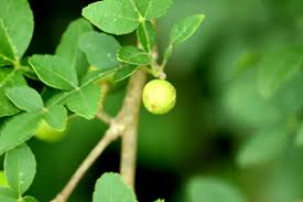 Image result for Toddalia crenulata