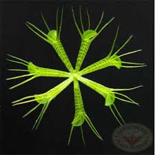 Image result for Aldrovanda