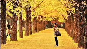 Sangat luas dan selesa ruang solat nya. Panduan Lengkap Liburan Ke Nami Island Korea Selatan Halaman All Tribun Travel