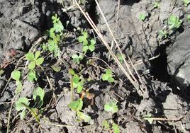 Image result for Marsilea villifolia