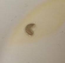 Check spelling or type a new query. Worms Or Larvae In Kitchen Drawers And On Counters All About Worms