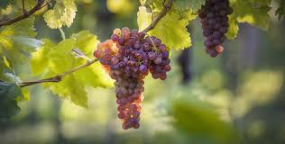 Image result for velšteriér