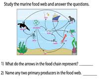 The other option choices would not be correct because 1.), producers do not consume other organisms; Food Chain Worksheets