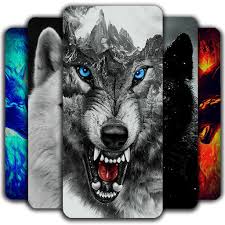 خلفيات وصور ذئاب جميلة wolves عبر موقع محتوي والتي تشتهر بذكائها ومكرها الشديد وكونها من أشرس وأكثر الحيوانات التي تشكل خطورة على الناس والحيوانات الأخرى ويرجع السبب في ذلك لتمتعها بفك قوي ودهاء عالي وحاسة شم قوية. Ø®Ù„ÙÙŠØ§Øª Ø°Ø¦Ø§Ø¨ Ø¹Ø§Ù„ÙŠØ© Ø§Ù„Ø¯Ù‚Ø© Wolf Wallpaper ØªØ·Ø¨ÙŠÙ‚Ø§Øª Ø§Ù„Ø²ÙŠØªÙˆÙ†Ø©