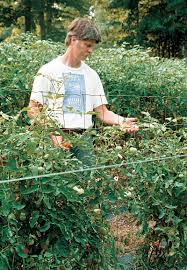 Never refrigerate tomatoes, because temperatures below 55° f cause flavor compounds to break down. How To Grow Beefsteak Tomatoes Finegardening