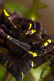 Beautiful Black And Yellow Flowers Black Yellow Rose Beautiful Roses Planting Flowers Beautiful Flowers