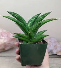 Image result for Sansevieria pearsonii