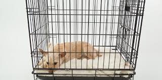 Is my puppy crying because the crate is too small? Puppy Crate Training Pete The Vet