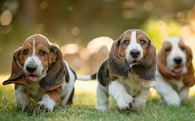 Basset Hound Puppies Behavior And Characteristics In