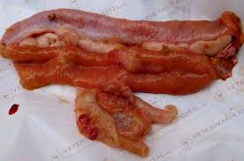 Causa atípica de dolor abdominal en un paciente inmunocomprometido. Mucormicosis Digestiva Aviar Veterinaria Digital Avicultura Porcicultura Rumiantes Y Acuicultura