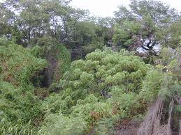 Image result for Macaranga kilimandscharica