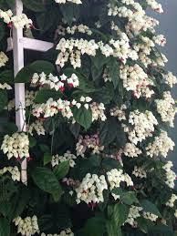 Bleeding Heart Vine Jardineria Flores